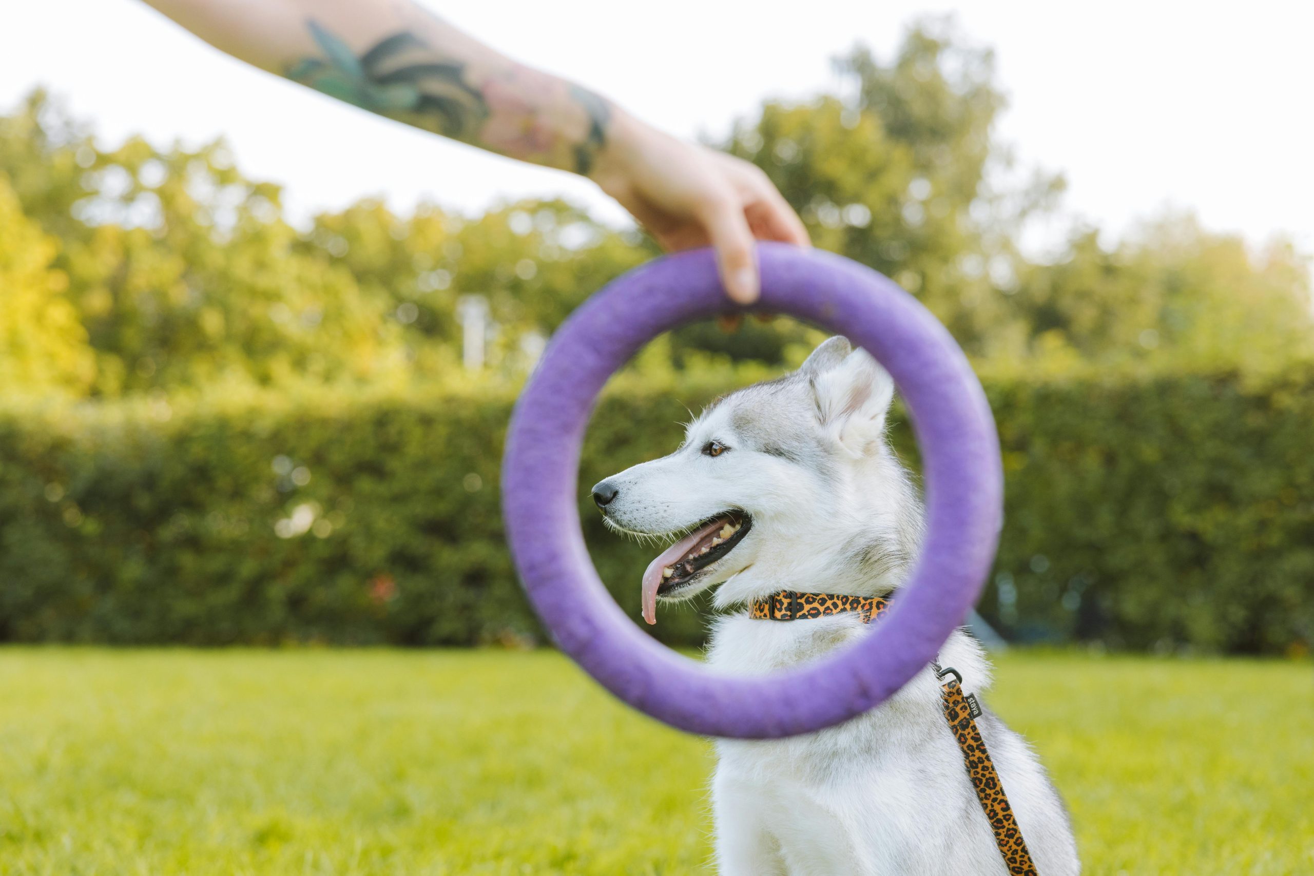 Spoil Your Pet with the Best Pet Accessories and Toys from Lumetrex 1 pexels yaroslav shuraev 9631834 scaled